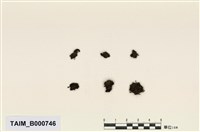 藏品(卷邊紫萼苔)的圖片